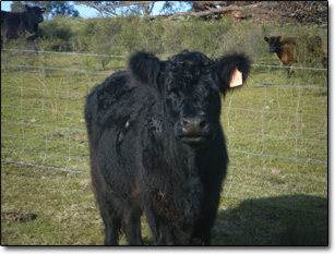 Galloway Cattle