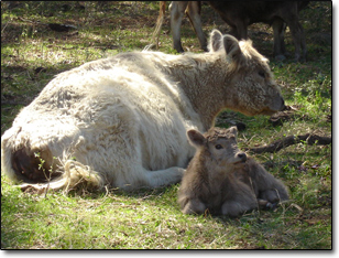 Cow and Calf