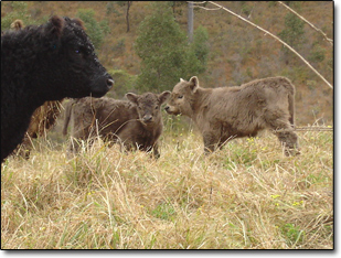 Galloway Cattle