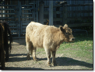 heifer
